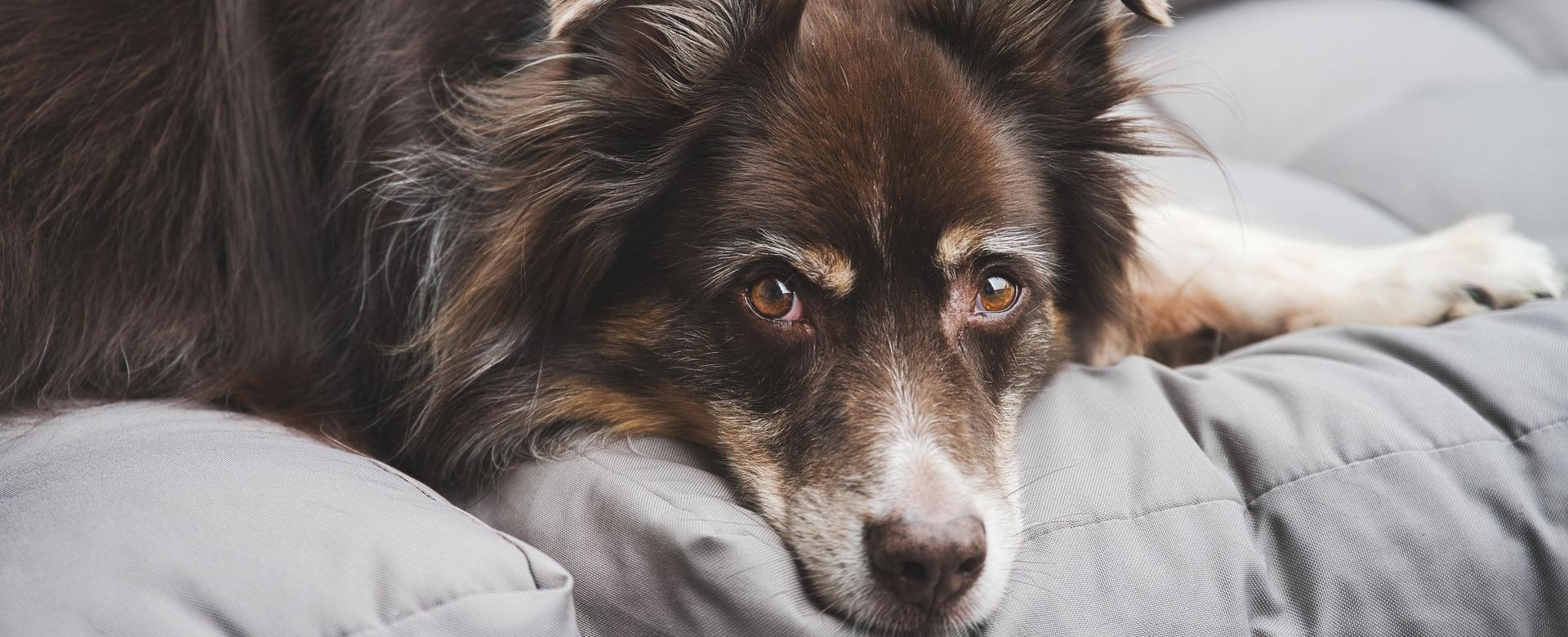 Quality Pet Supply Store -Quality Pet Supply Store australian shepherd 6556697 1920