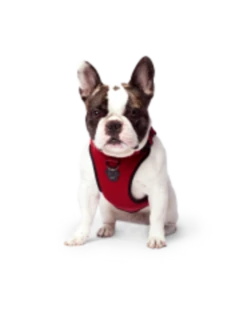 Canada Pooch Everything Harness Mesh 7 Canada Pooch Everything Harness Mesh -Quality Pet Supply Store canada pooch everything harness mesh 2