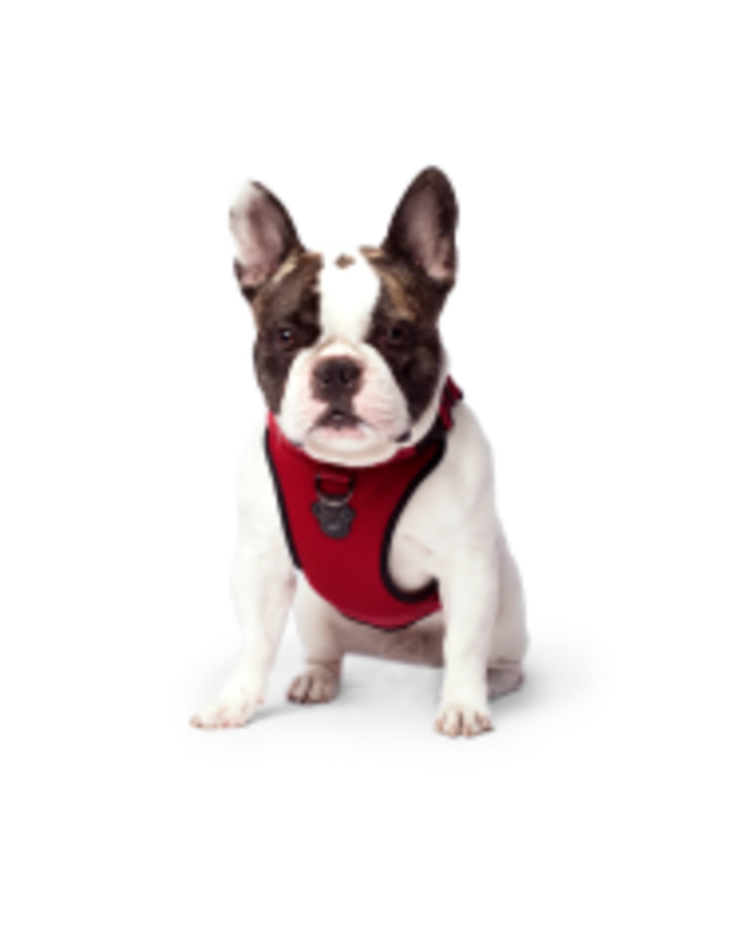 Canada Pooch Everything Harness Mesh 5 Canada Pooch Everything Harness Mesh - Image 3