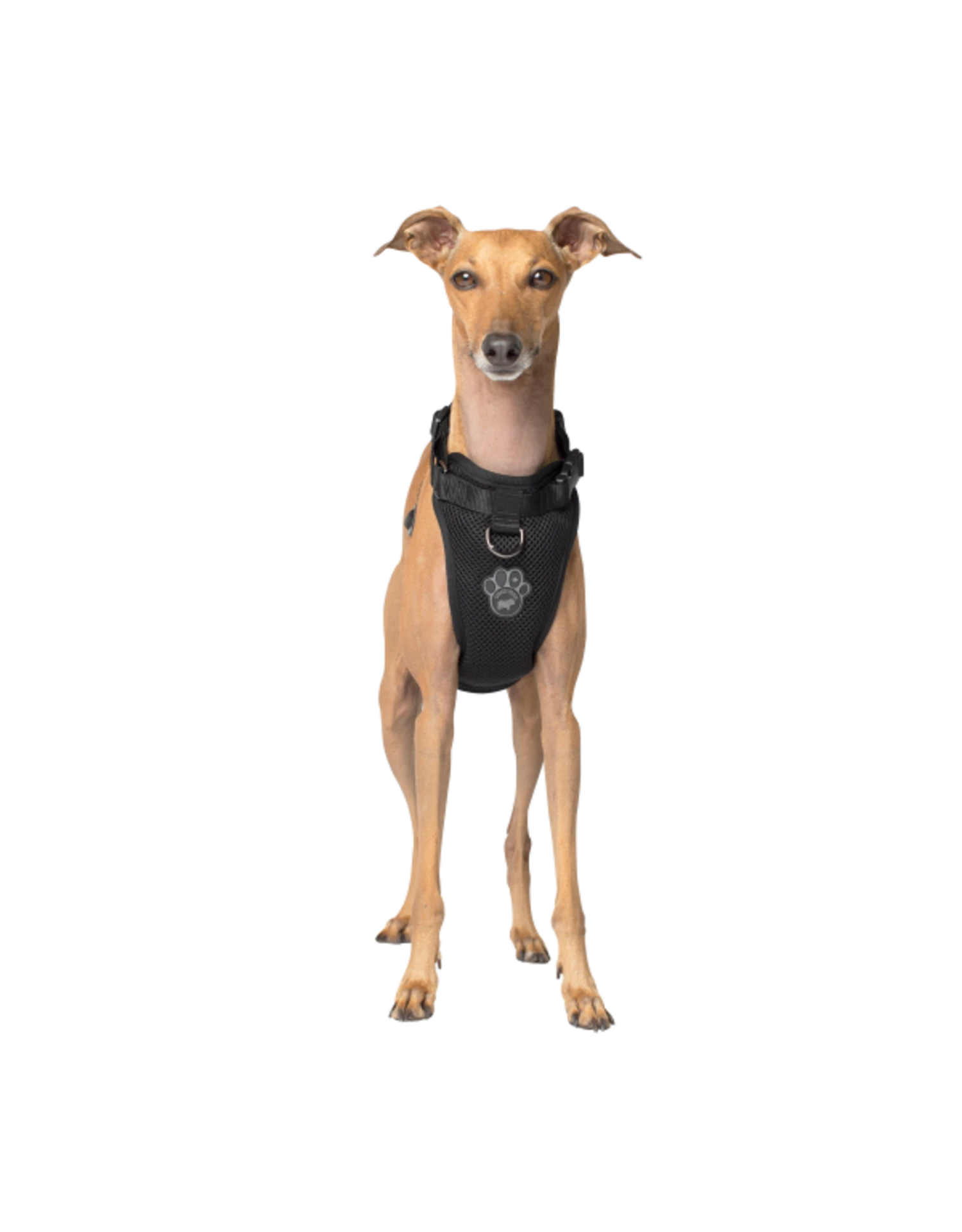 Canada Pooch Everything Harness Mesh 3 Canada Pooch Everything Harness Mesh