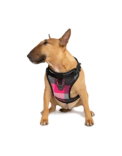 Canada Pooch Everything Harness Water-Resistant 12 Canada Pooch Everything Harness Water-Resistant -Quality Pet Supply Store canada pooch everything harness water resistant 4