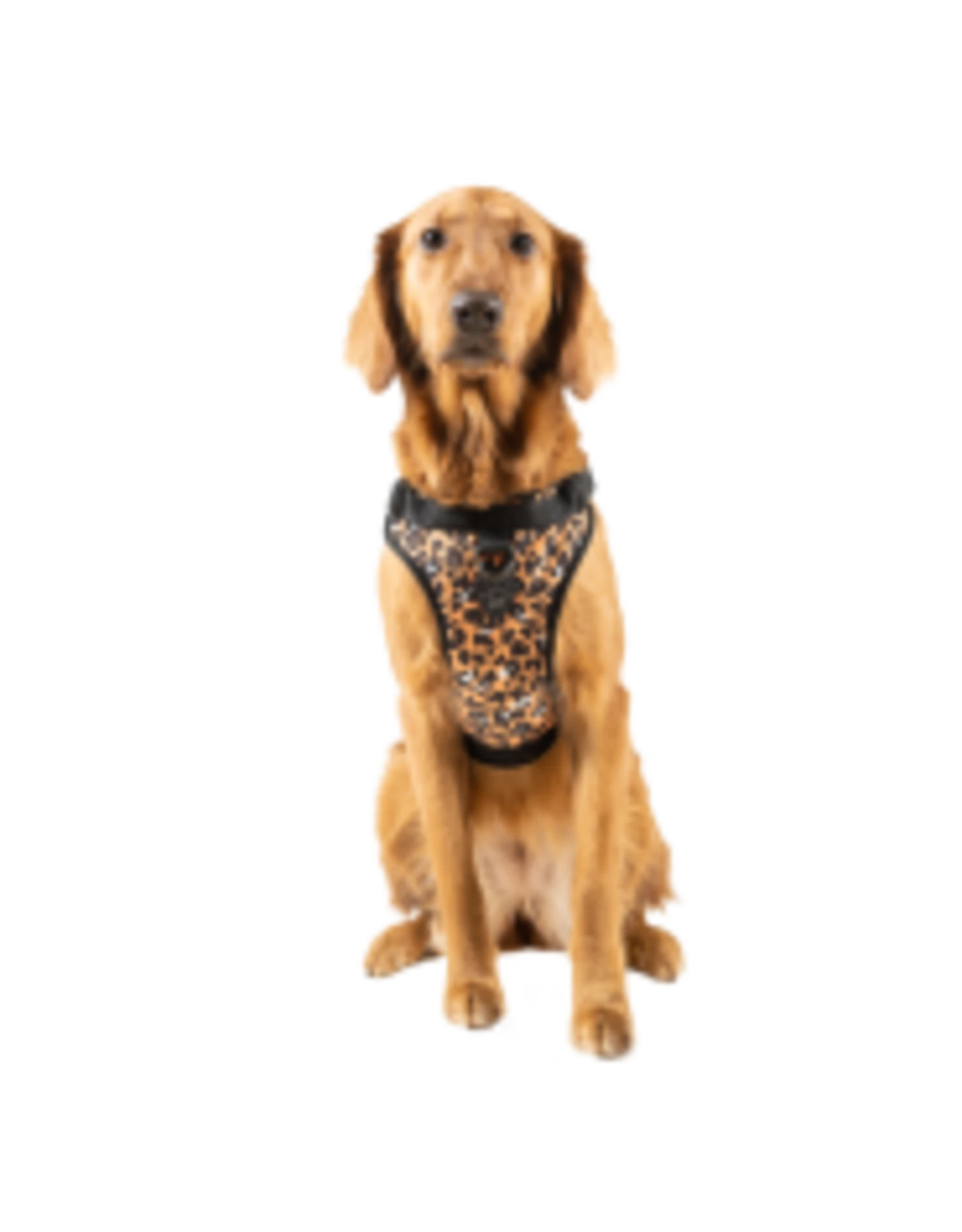 Canada Pooch Everything Harness Water-Resistant 3 Canada Pooch Everything Harness Water-Resistant