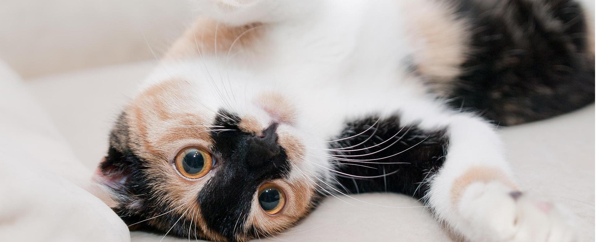 Quality Pet Supply Store -Quality Pet Supply Store cat 649164 1920